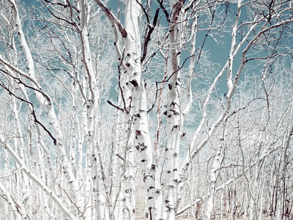 Birch trees Utah high country. poster — photography art