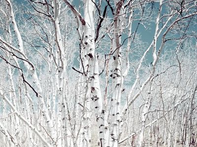 Birch trees Utah high country. poster print