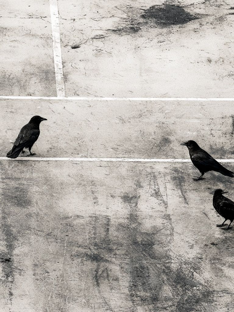 Crows on Concrete Photography Print. poster detail