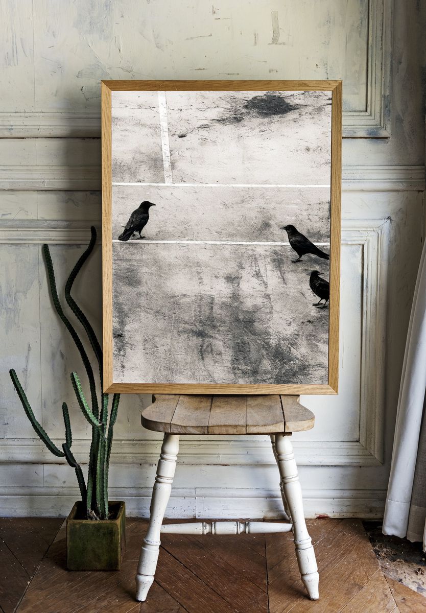 Crows on Concrete Photography Print. — room view 1