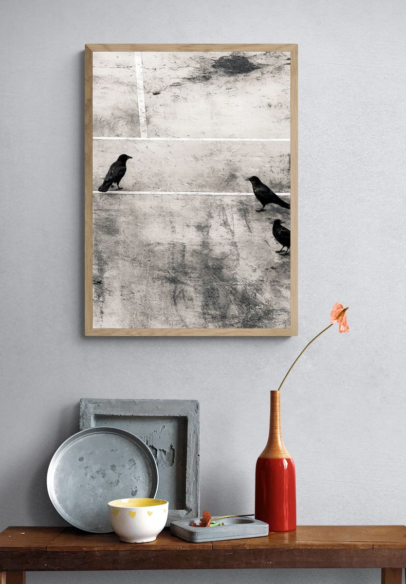 Crows on Concrete Photography Print. — room view 3