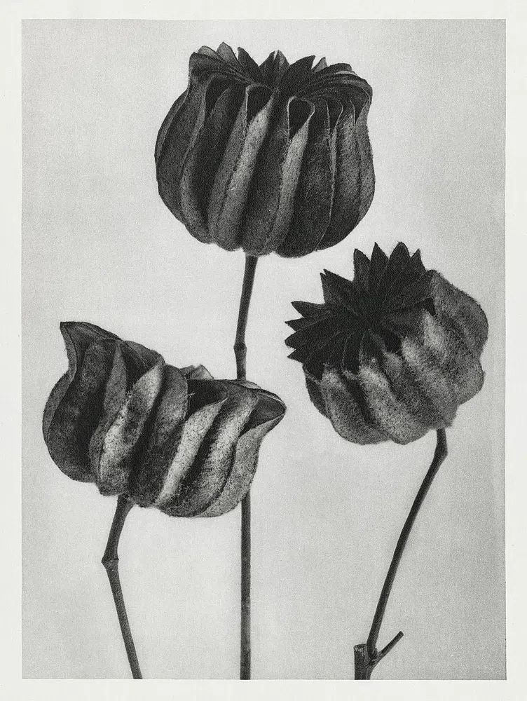 Abutilon (Lime Mallow) Pod — Art Print. poster — botanical art