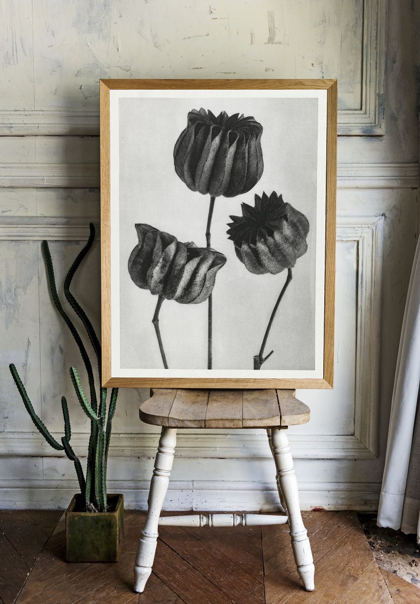 Abutilon (Lime Mallow) Pod — Art Print room preview