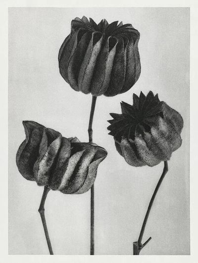 Abutilon (Lime Mallow) Pod — Art Print. poster print