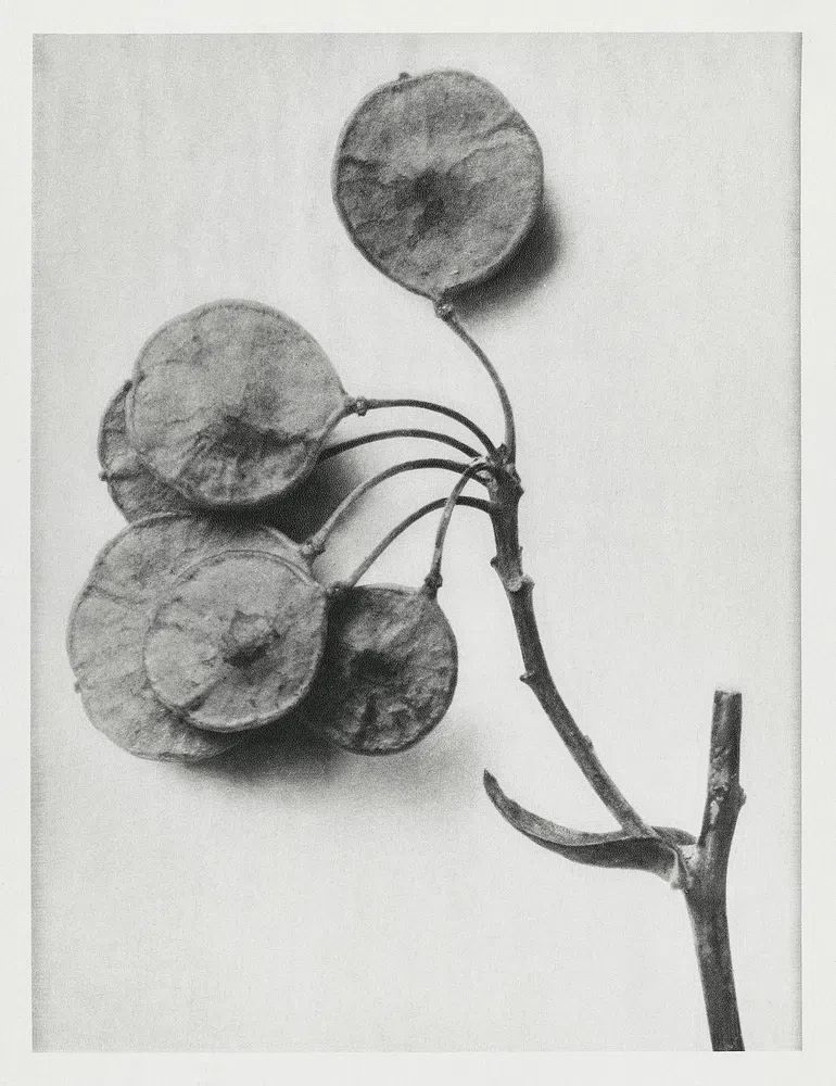 Ptelea Trifoliata (Common Hoptree) enlarged. poster detail