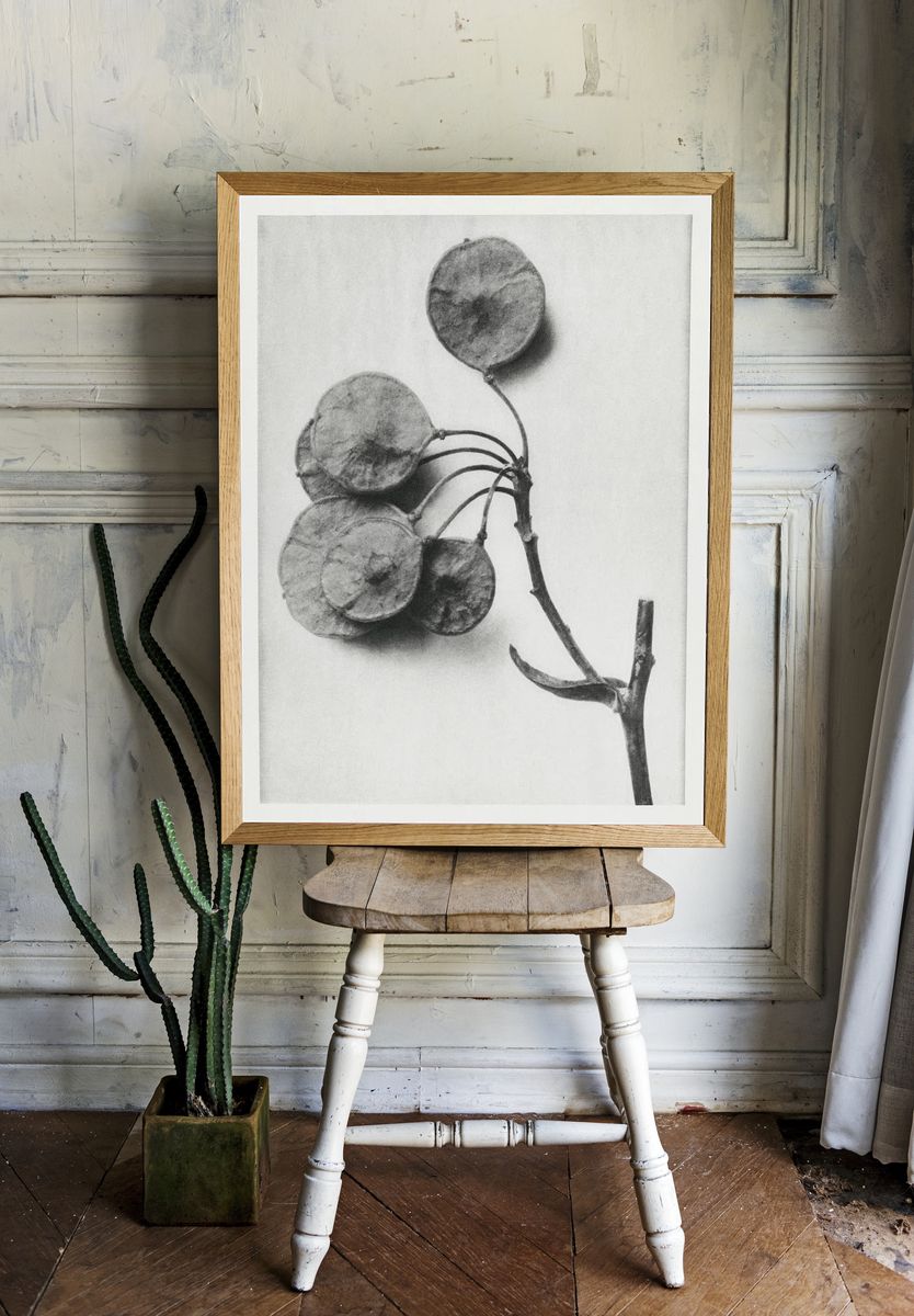 Ptelea Trifoliata (Common Hoptree) enlarged. room preview