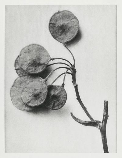 Ptelea Trifoliata (Common Hoptree) enlarged. poster