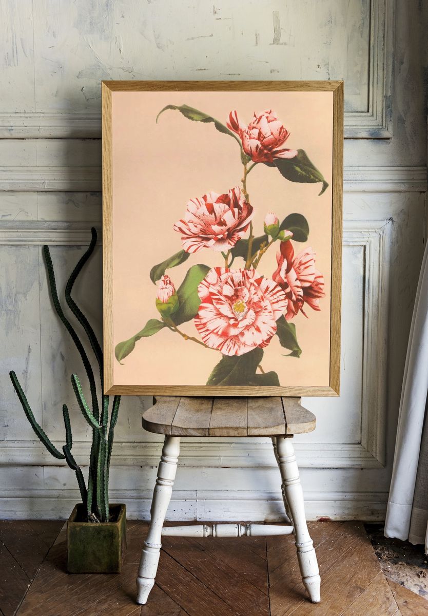 Beautiful photomechanical prints Striped Camellias. room preview