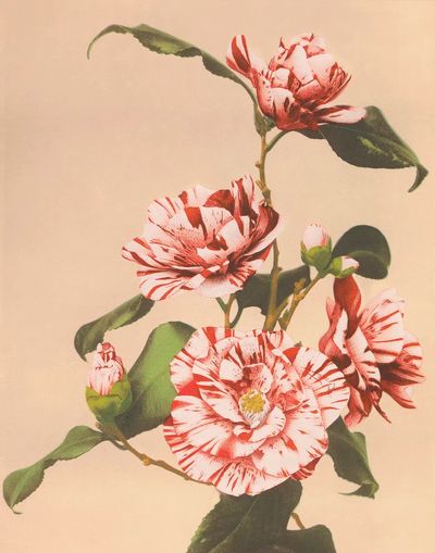 Beautiful photomechanical prints Striped Camellias. poster print