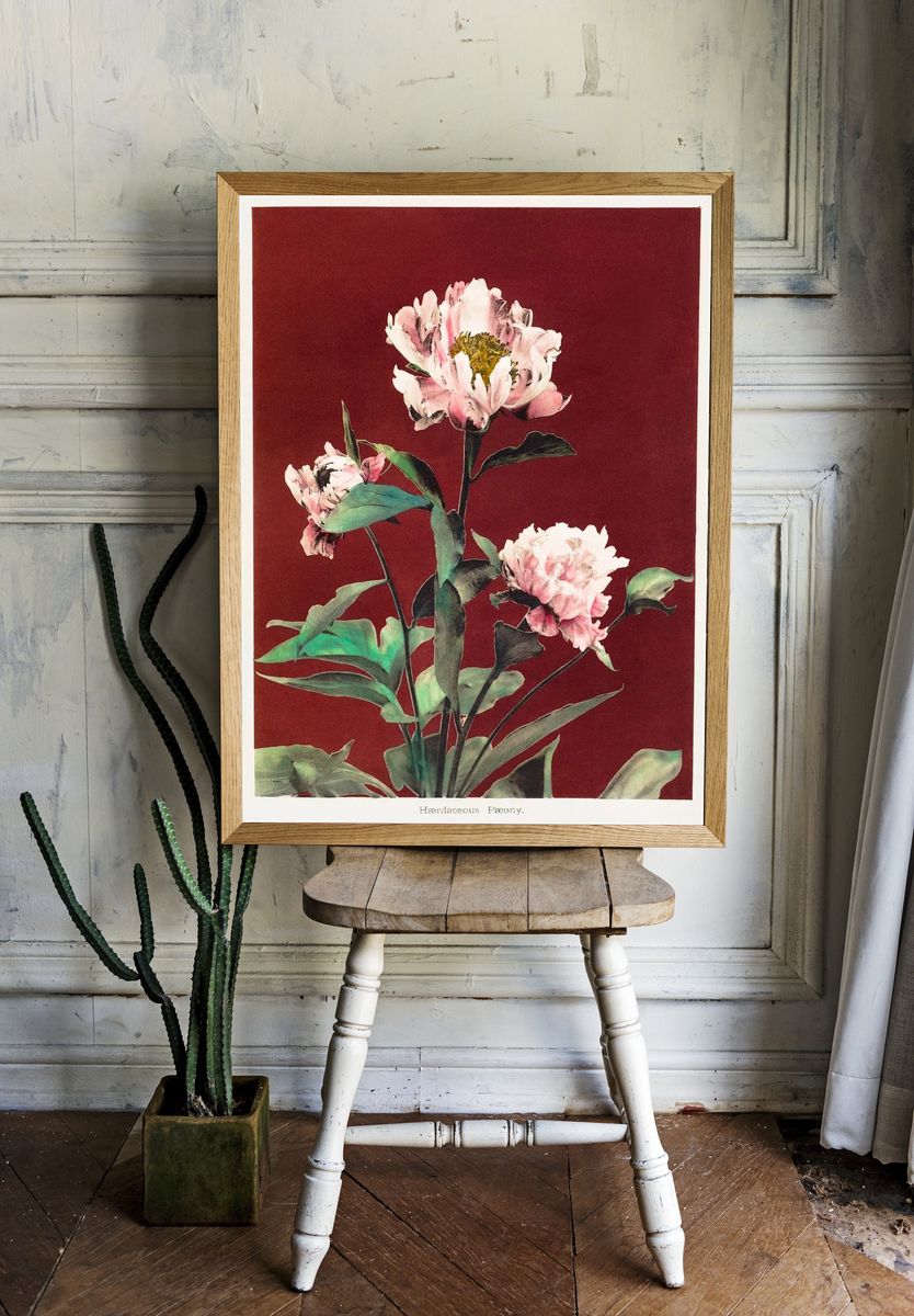 Hærdaceous Peony, hand–colored collotype Some. room preview