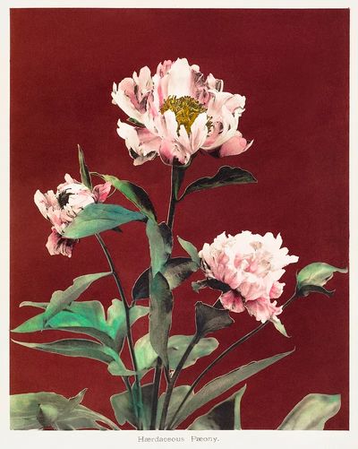 Hærdaceous Peony, hand–colored collotype Some.