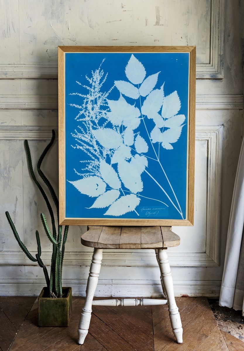 Spiraea aruncus — Art Print room preview