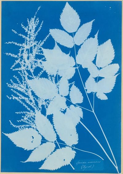 Spiraea aruncus — Art Print. poster print