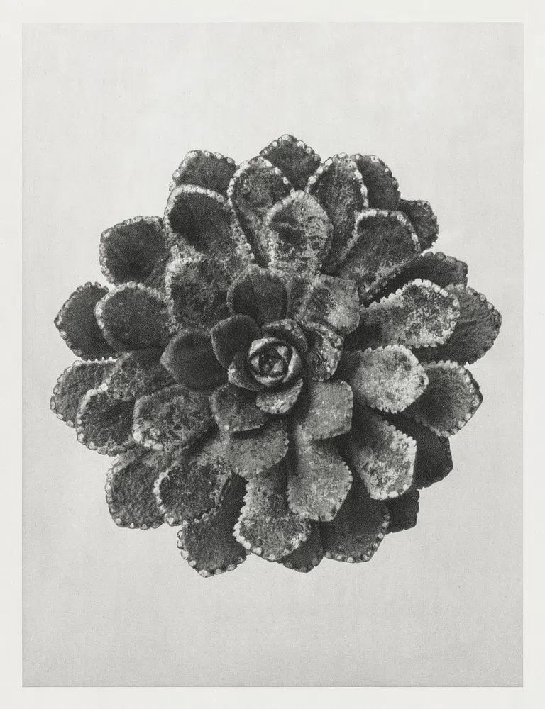 Margined Pyramidal Saxifrage (Saxifraga Aizoon). poster detail