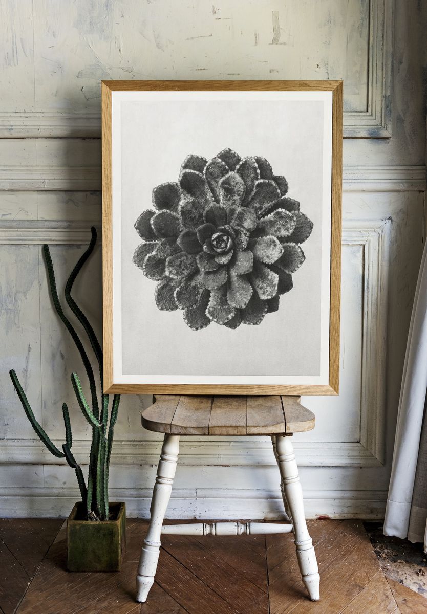 Margined Pyramidal Saxifrage (Saxifraga Aizoon). room preview