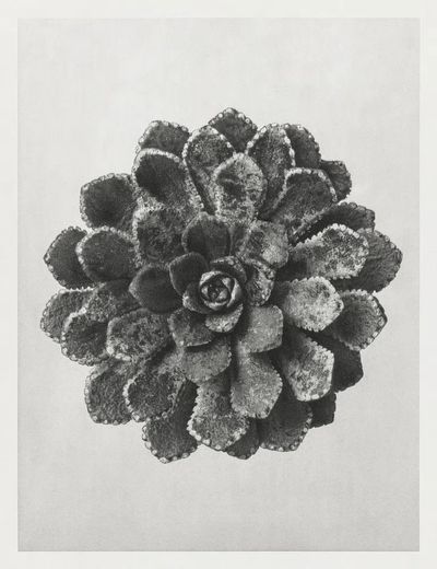 Margined Pyramidal Saxifrage (Saxifraga Aizoon). poster print
