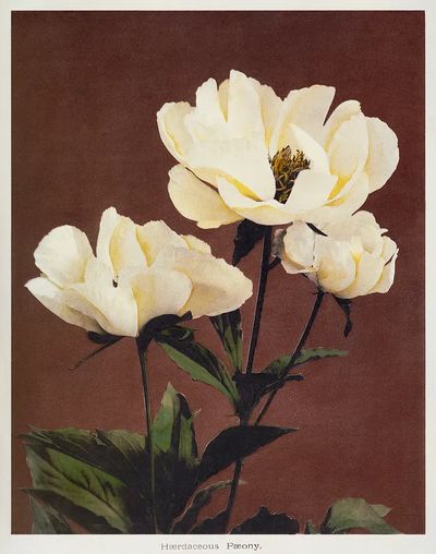 Hærdaceous Peony, hand–colored collotype Some. poster print