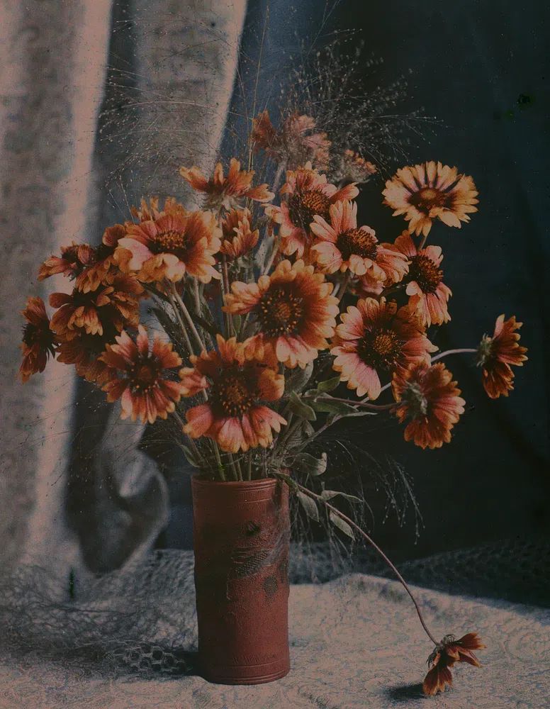 Gaillardias by Robert Walrond (1918) — Art Print. poster detail
