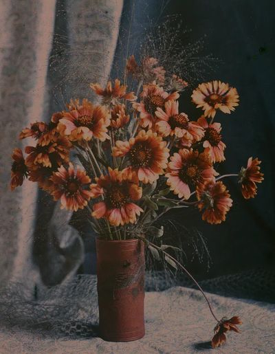 Gaillardias by Robert Walrond (1918) — Art Print. poster