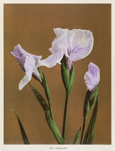 Iris Kæmpferi, hand-colored collotype Some. poster print