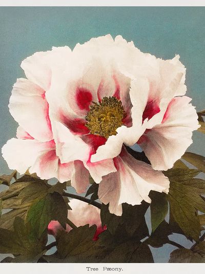 Tree Peony, hand–colored collotype Some. poster print