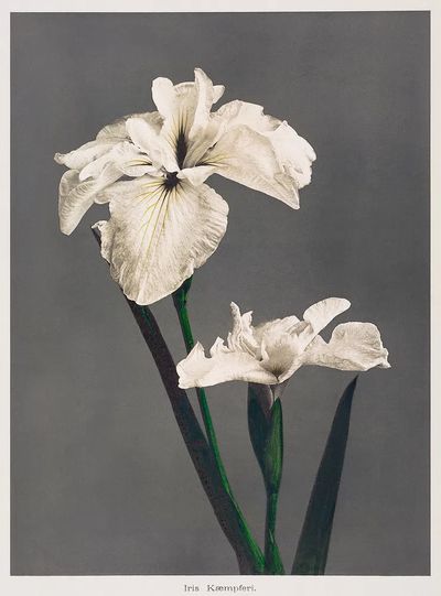 Iris Kæmpferi, hand–colored collotype Some. poster print