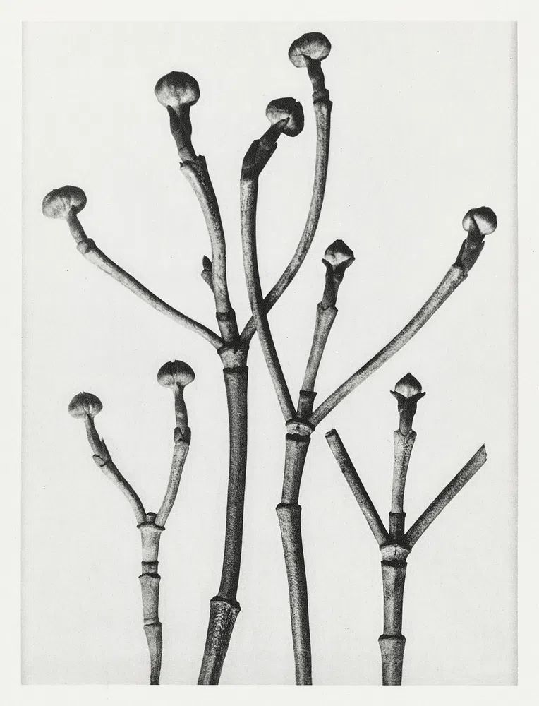 Cornus Florida. poster detail