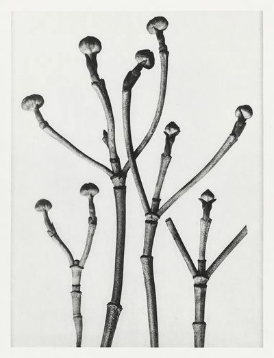 Cornus Florida. poster