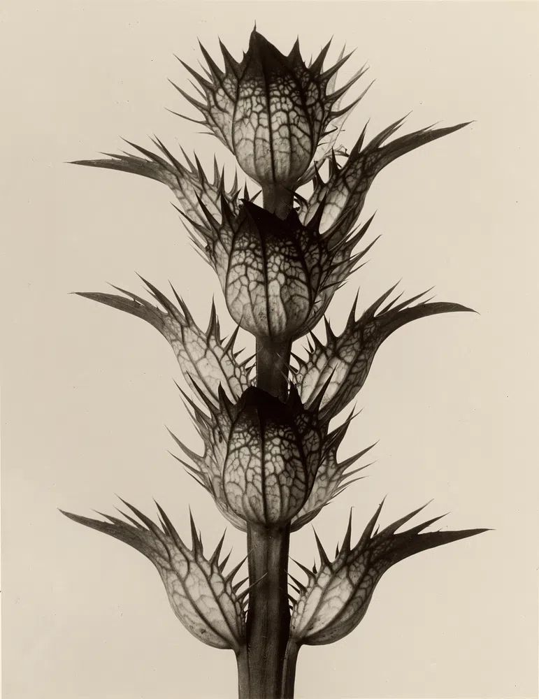 Acanthus mollis by Karl Blossfeldt — Art Print. poster — botanical art