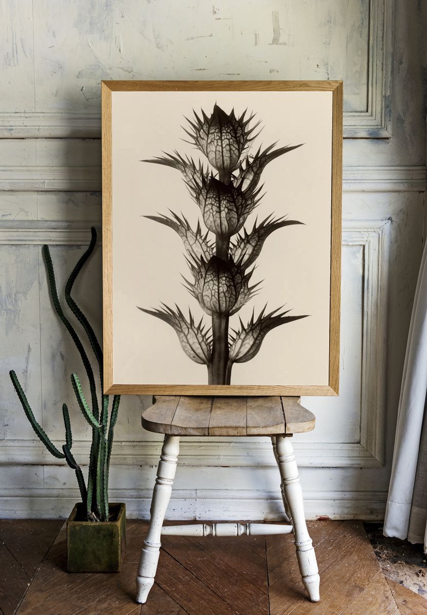 Acanthus mollis by Karl Blossfeldt — Art Print room preview
