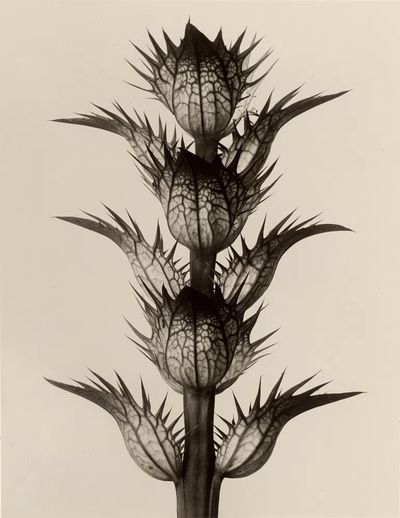 Acanthus mollis by Karl Blossfeldt — Art Print. poster print