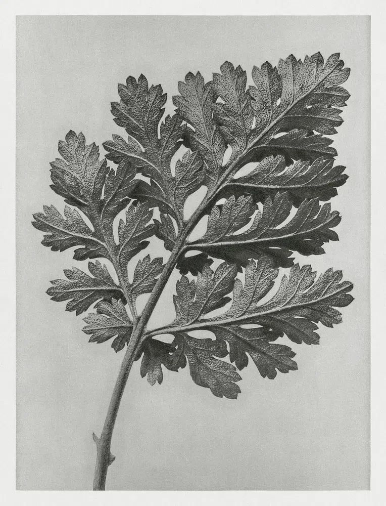 Chrysanthemum parthenium (Feverfew chrysanthemum) enlarged. poster — botanical art