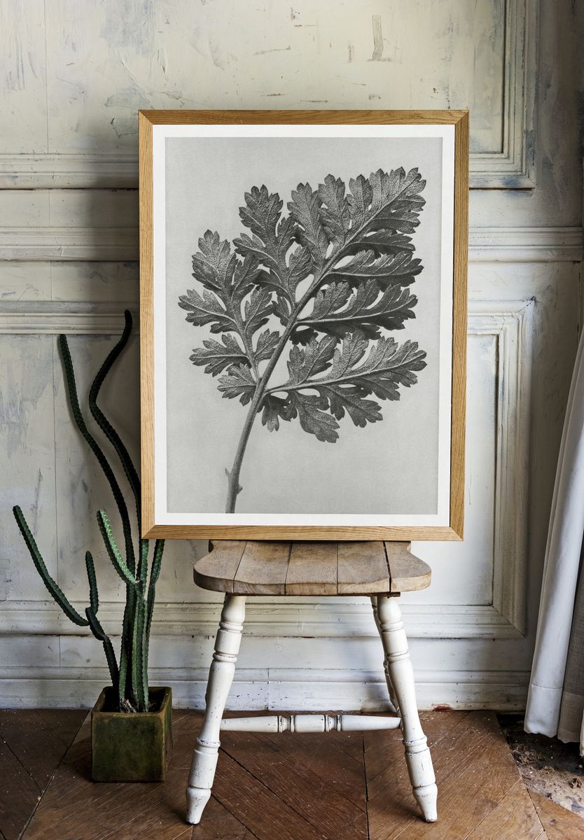 Chrysanthemum parthenium (Feverfew chrysanthemum) enlarged. room preview