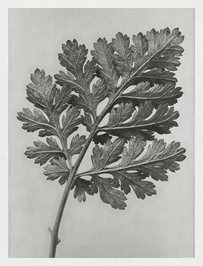 Chrysanthemum parthenium (Feverfew chrysanthemum) enlarged. poster print