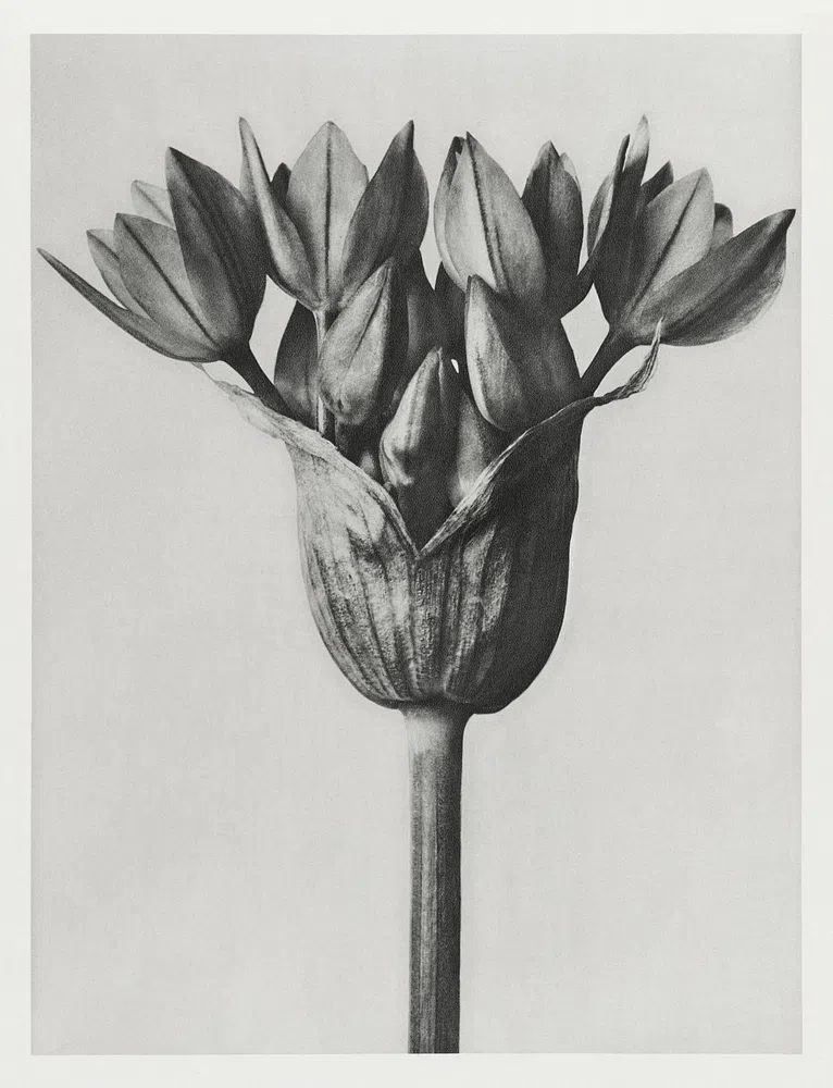 Allium Ostroroskianum by Karl Blossfeldt — Art Print. poster detail