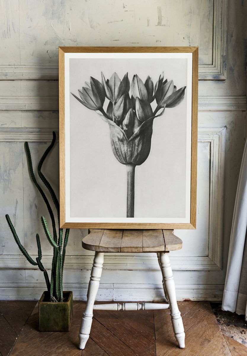 Allium Ostroroskianum by Karl Blossfeldt — Art Print room preview