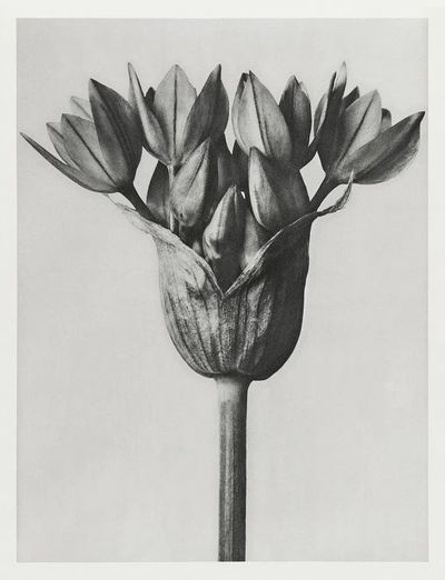 Allium Ostroroskianum by Karl Blossfeldt — Art Print. poster print