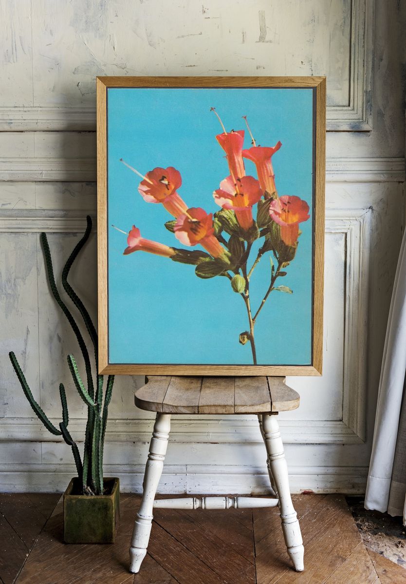 Kantuta Flor Simbolica, Bolivia — Art Print room preview