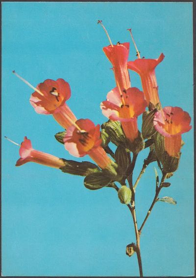 Kantuta Flor Simbolica, Bolivia — Art Print. poster print
