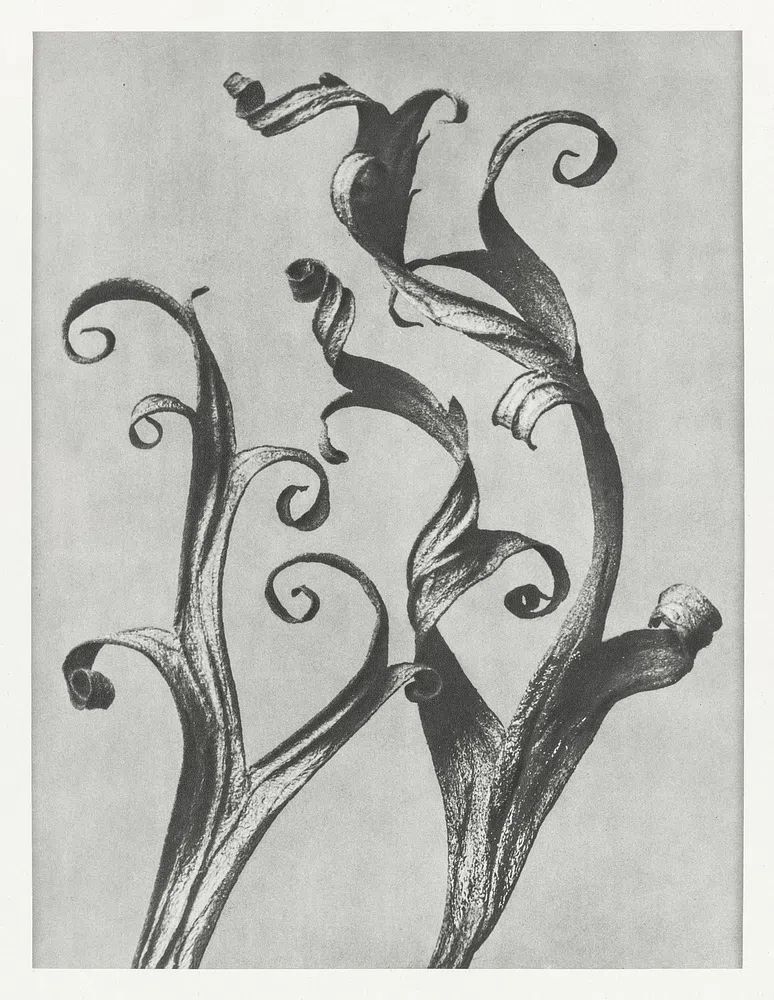Delphinium by Karl Blossfeldt (1928) — Art Print. poster detail