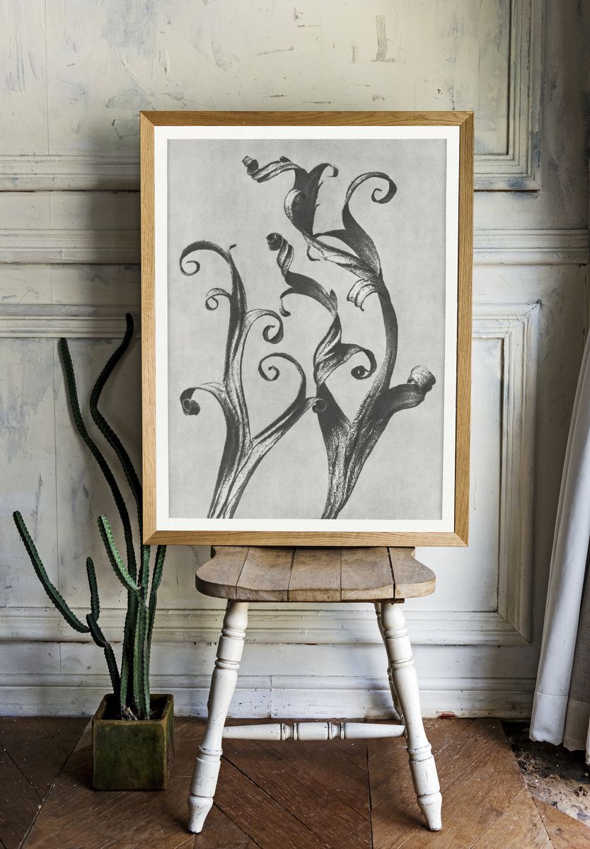 Delphinium by Karl Blossfeldt (1928) — Art Print room preview