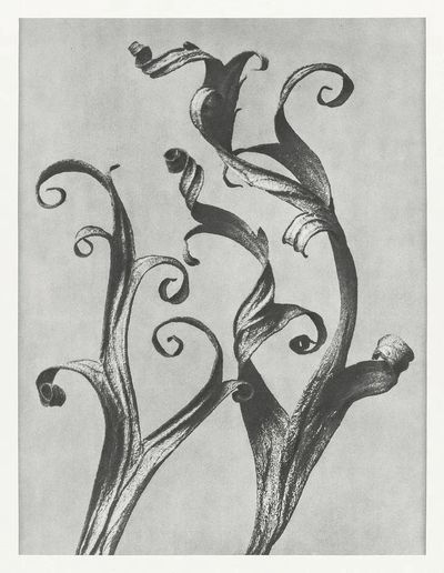 Delphinium by Karl Blossfeldt (1928) — Art Print. poster print