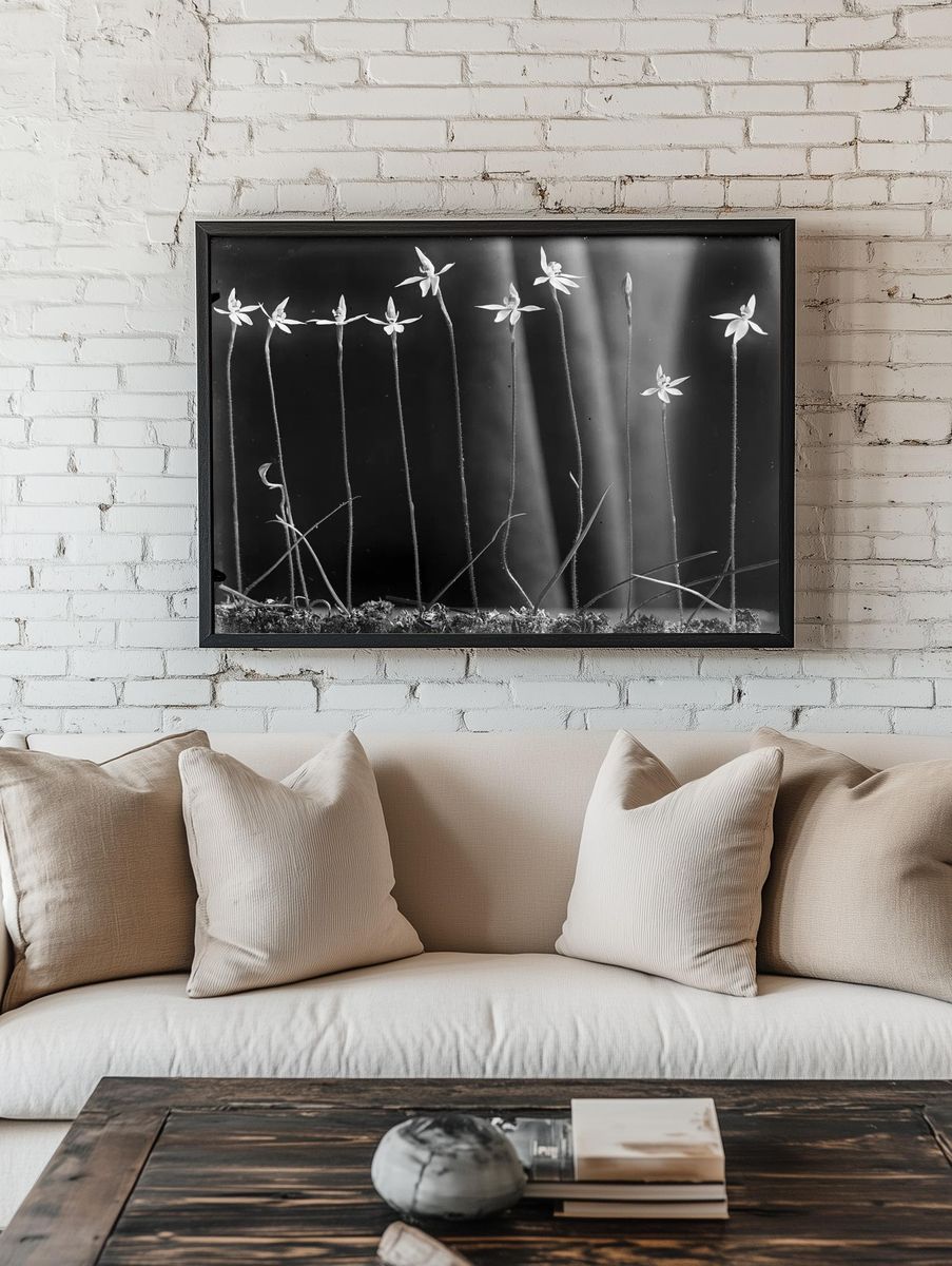 Caladenia anigua by Henry Matthews — Art Print room preview