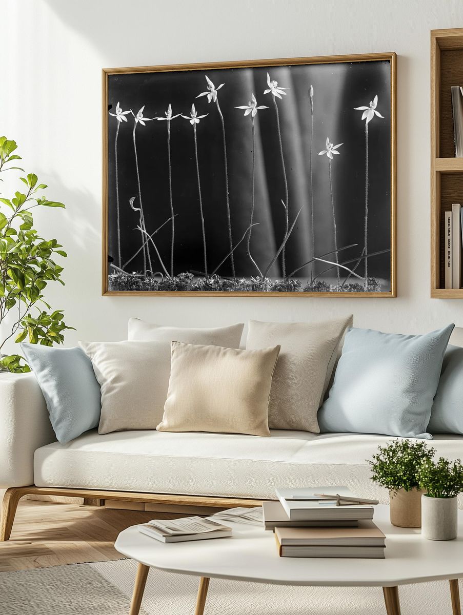 Caladenia anigua by Henry Matthews — Art Print. — room view 2
