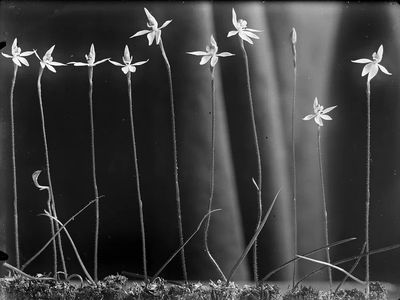 Caladenia anigua by Henry Matthews — Art Print. poster print
