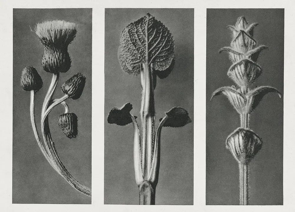Cirsium canum (Queen Anne Thistle) — Art Print. poster — botanical art