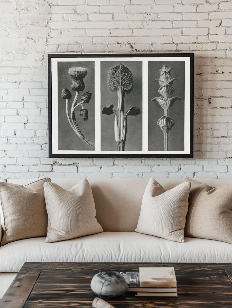 Cirsium canum (Queen Anne Thistle) — Art Print room preview