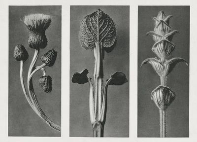 Cirsium canum (Queen Anne Thistle) — Art Print. poster print