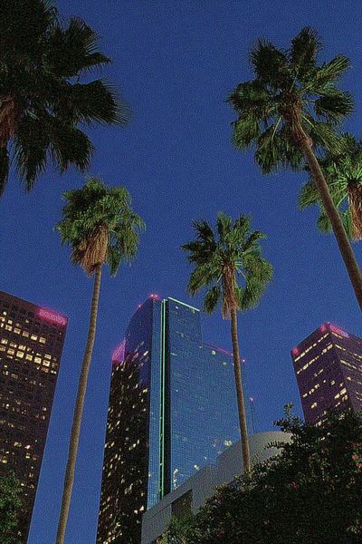 Palm Tree Skyline Photography Poster. poster