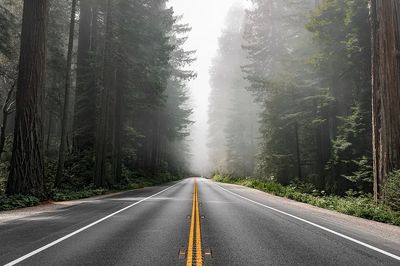 Scenic route Redwood National Forest.